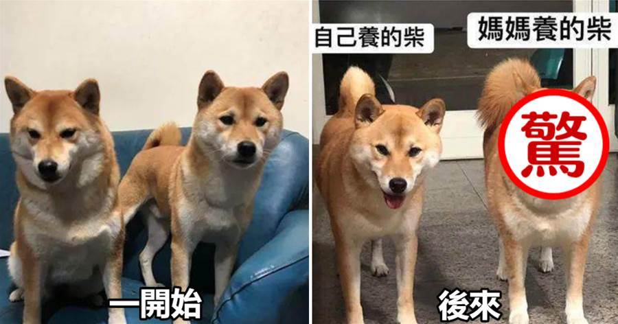 柴犬妹妹交給媽媽養，一段時間兄妹見面，體型笑噴了！  XD