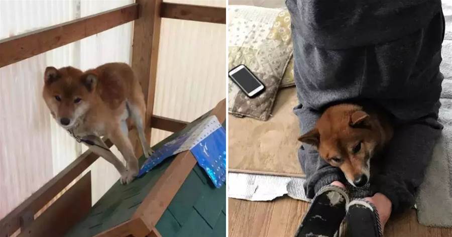 你家柴犬最智障的一面？鏟屎官們紛紛祭出壓箱底的照片…XDD