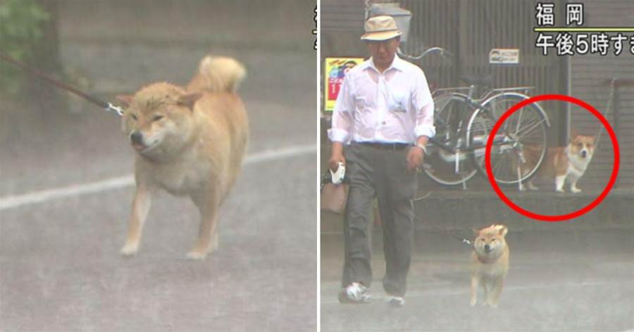 阿貝台風天堅持帶柴犬出門散步，一旁小柯基看傻：夭壽唷，肚肚一定會濕透阿