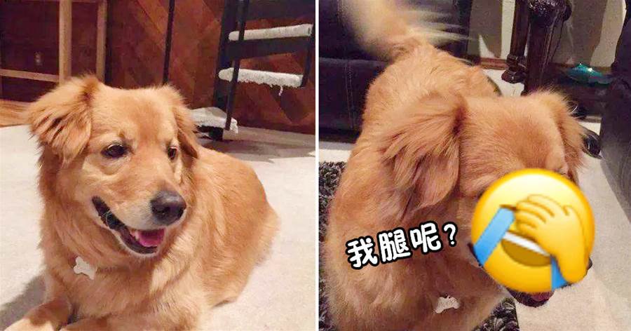 柯基和金毛的「混血寶寶」，趴著的時候挺正常，「可一站起來」，笑翻全網：腿腿哪去了？！