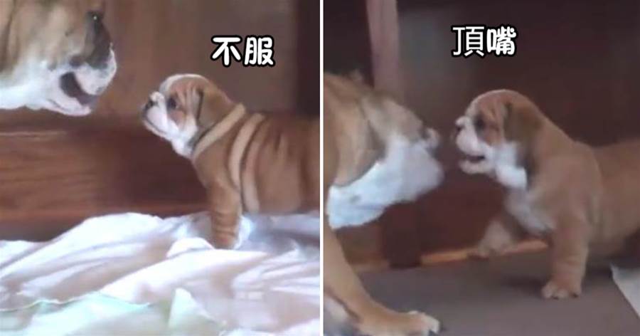 小狗回家晚了，狗媽媽在門口教訓小狗，小狗和媽媽頂嘴，狗媽委屈哭了~