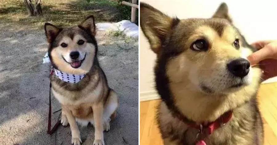 二哈的基因這次被征服了？哈士奇和柴犬相愛了，生下了一只「柴士奇」！