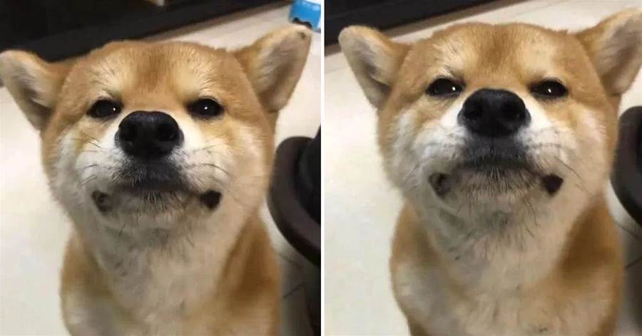 柴犬被二哈揍哭，一抽一抽的來找主人哭訴告狀，簡直成精了