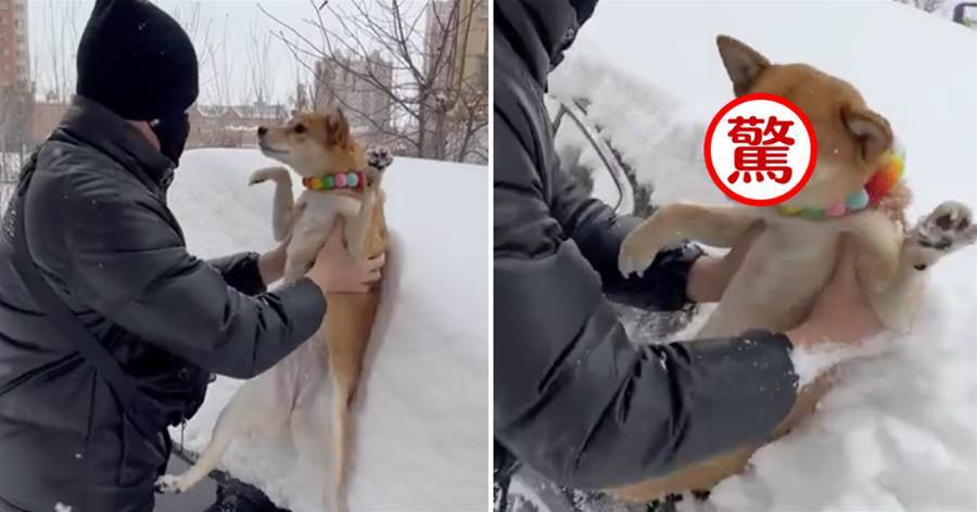 沒帶鏟雪工具，直接抱起柴犬來擦車上的雪，柴一臉懵到震驚：你拿我當擦車布？！