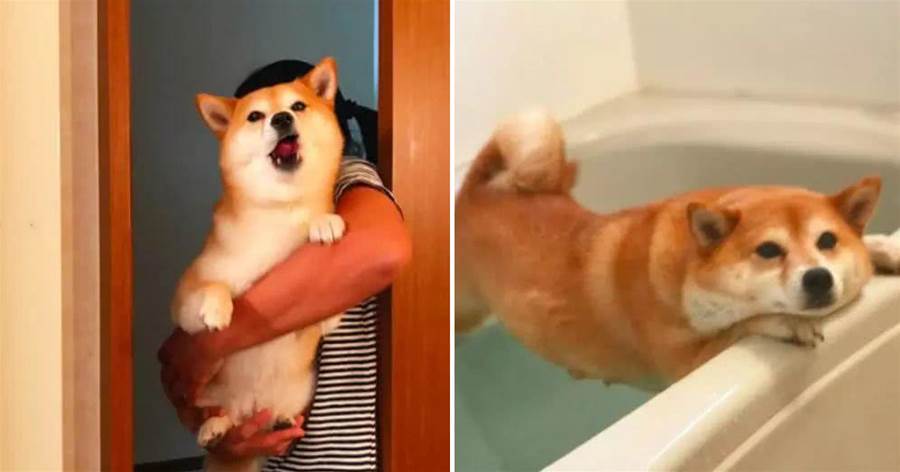 主人騙柴犬去洗澡，柴犬卻不上當，強行抱去浴缸後讓人笑噴了