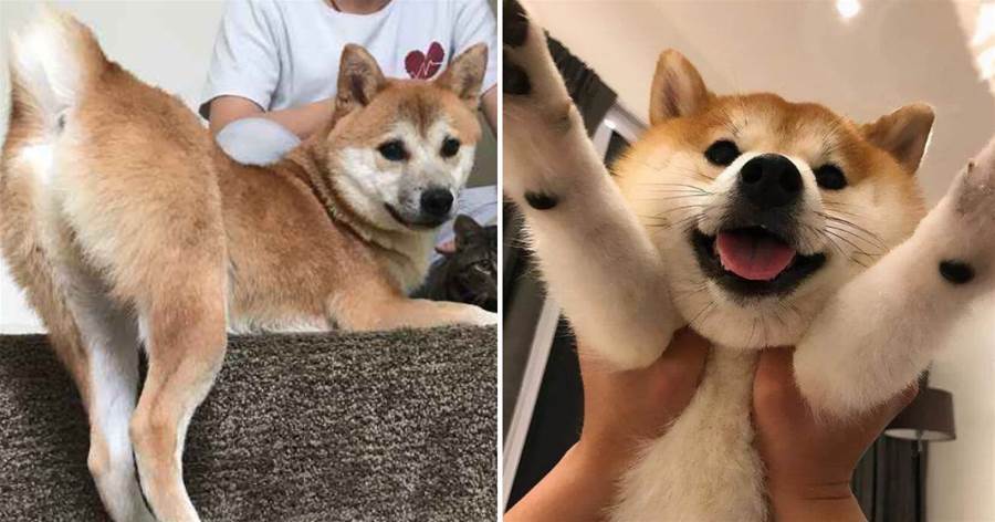 柴犬戲精又療愈，但「母柴犬」卻少人養，原來是這7點「讓人煩」