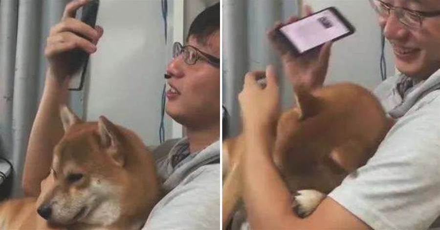 柴犬被主人用手機砸懵了，明白過來後一臉哀傷：我不是小可愛了嗎~