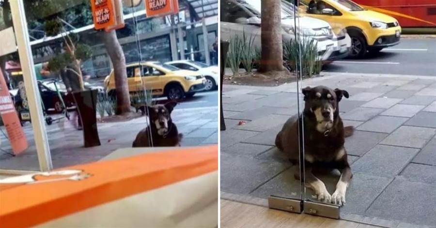 吃貨狗狗每天準時出現在披薩店，網友想送牠回家，看到狗牌笑噴了