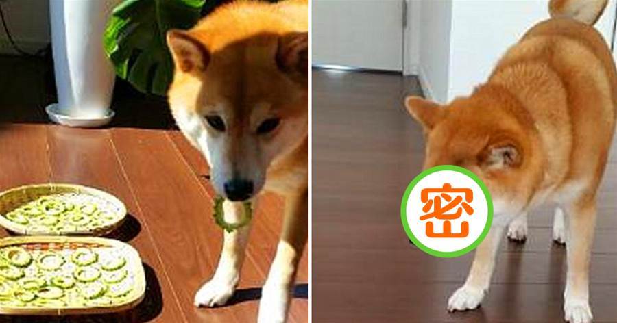 柴犬偷吃苦瓜干，怎料味道如此絕妙，鏟屎官：貪嘴的下場