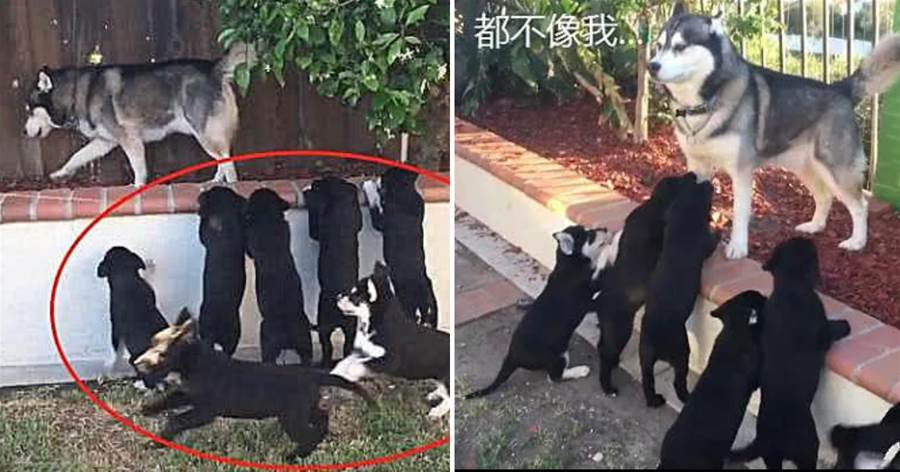 與拉布拉多生8只狗崽，卻沒一隻像二哈，看狗崽時的表情笑哭眾人