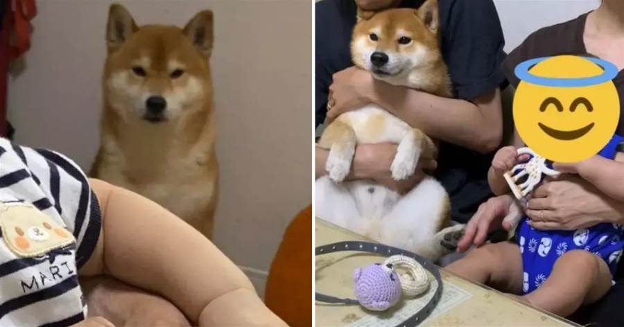 日本一鏟屎官分享自家柴犬與娃爭風吃醋的照片，惹笑千萬網友！