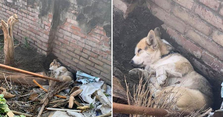 柯基躺在坑里跟沒氣了一樣，弟弟一解釋笑到打跌：挖土基斷電而已