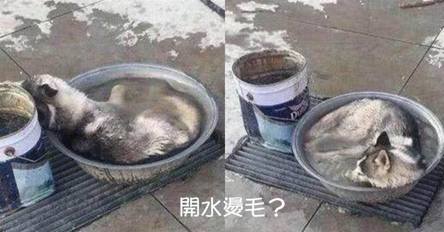將狗狗寄養到鄉下父母家，三天后接到鄰居電話：「快回家，你爸要煮狗」！