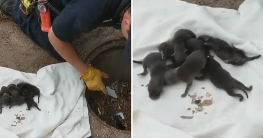 下水道救出「8隻小黑狗」送醫救治，獸醫震驚：這些不是小狗，快送回去！