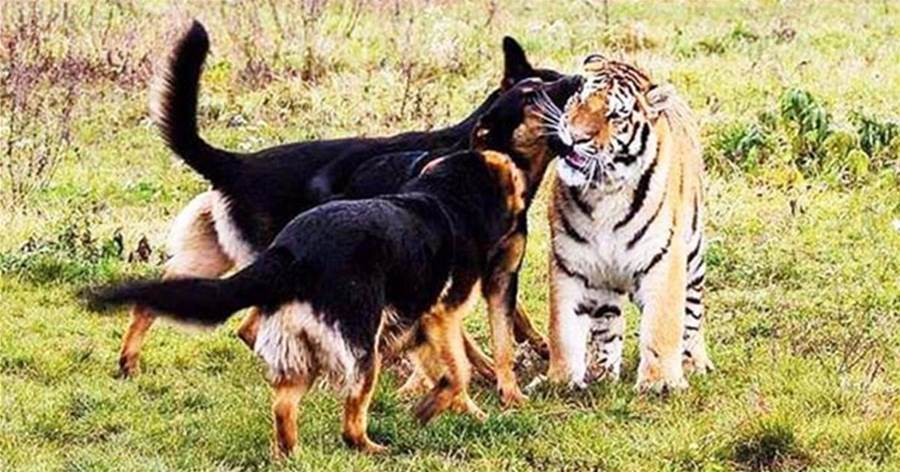 狗狗去看望一起長大的老虎，老虎一眼認出狗兄弟：偶好想你~