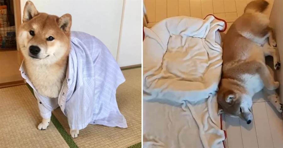被柴犬整整罵了一晚，僅僅因為把它的窩洗了，主人：你根本不用！