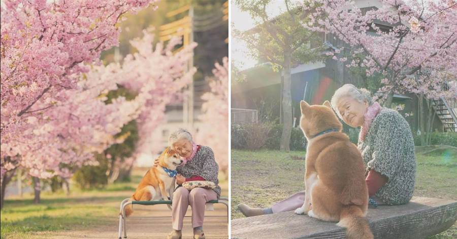 一人一狗一世界，87歲奶奶和柴柴的一組故事照片，感動無數網友