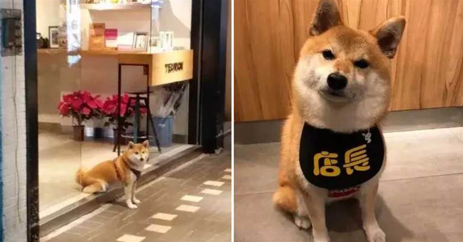 出去怕被修理，阿柴看店只把屁股留在店里，小心思笑翻