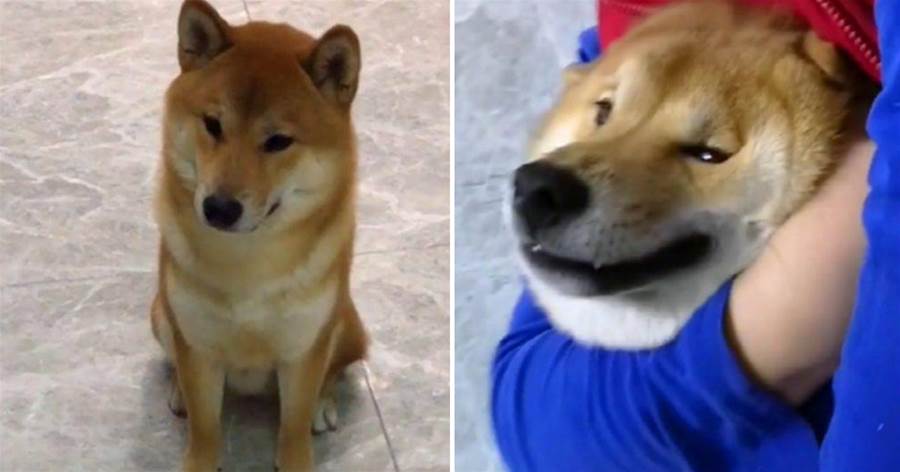 主人喝醉酒，摟著家里的柴犬睡，狗一臉懵：吃我的牛肉干還抱我…