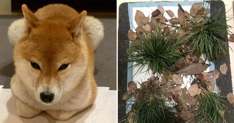 為了讓柴犬拉粑粑，主人100%還原路邊場景，網笑：真是用心良苦啊！