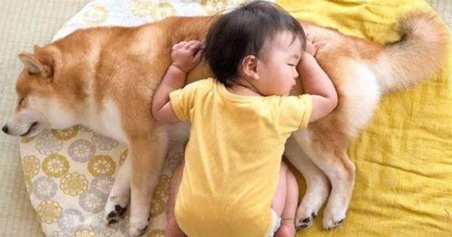 女主人生下寶寶，調皮柴犬主動帶娃，像模像樣很是專業