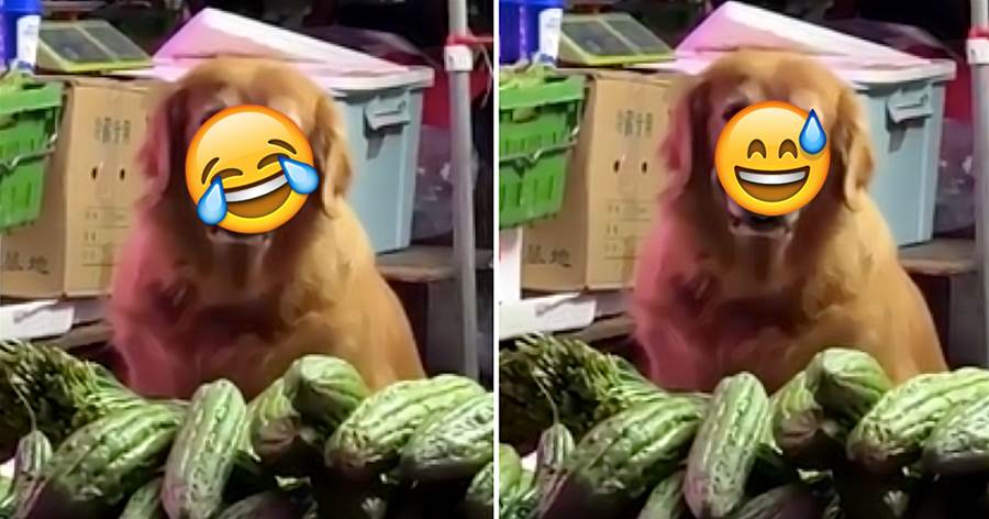 狗狗幫主人賣菜，遇到顧客就露出「招牌假笑」，表情逗笑路人：好像面前的苦瓜呀