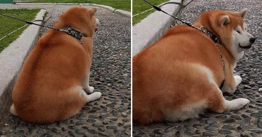 一天只吃一頓，狗狗還是可愛到「膨脹」，這只柴犬人間真實了