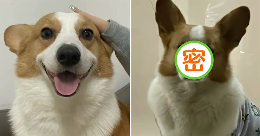 網友說他家狗不開心的時候很顯老，這對比……的確好明顯啊！
