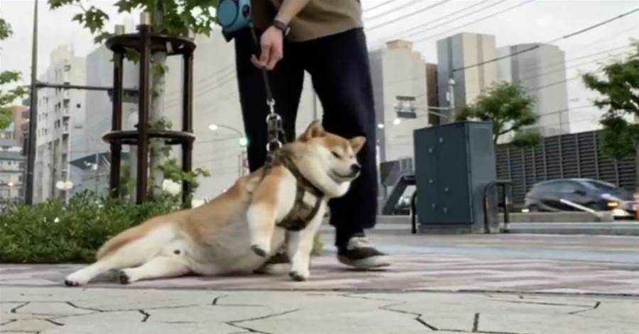 還沒玩夠！超肥柴犬百般抵賴不肯回家，鏟屎官無奈使出必殺技!