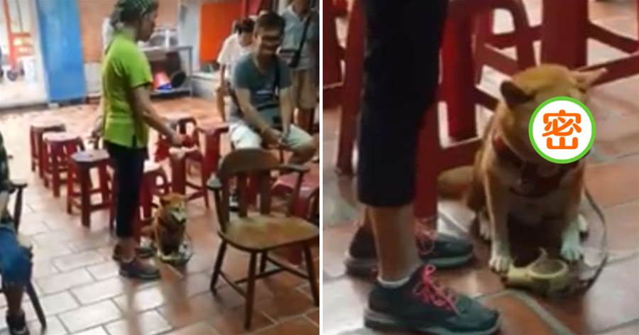 膽小柴犬被比特犬嚇到，主人帶它去寺廟祈福，狗狗一臉委屈超搞笑