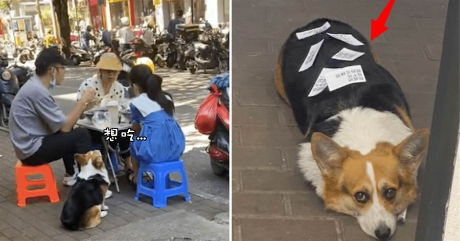 狗狗每天都去牛雜店蹭吃蹭喝，主人只好在它身上貼紙條，紙條內容笑噴眾人！