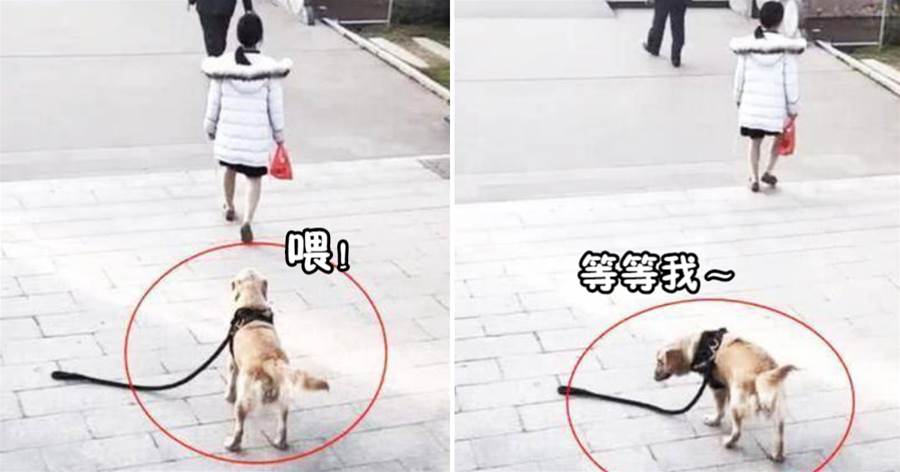 女子佛系遛狗，牽引繩掉了毫不在意，狗子的反應讓路人笑噴了