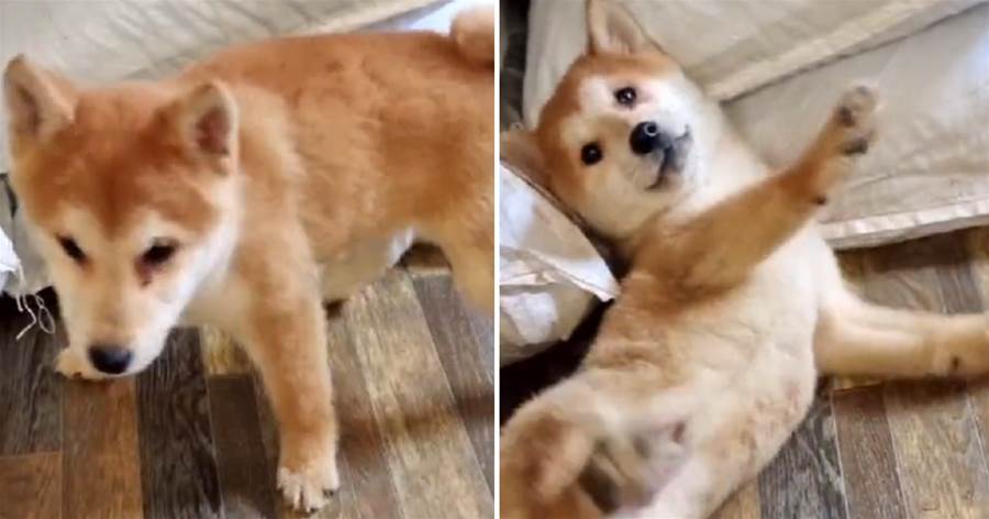 被扔到天上玩，摔傷后又被扔掉的柴犬，可愛外表更讓人憐憫