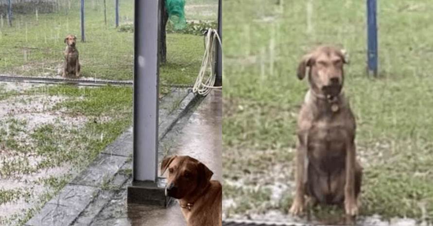 狗狗獨自坐在雨中淋了半小時，網友心疼：它是不是失戀了，主人：不是的