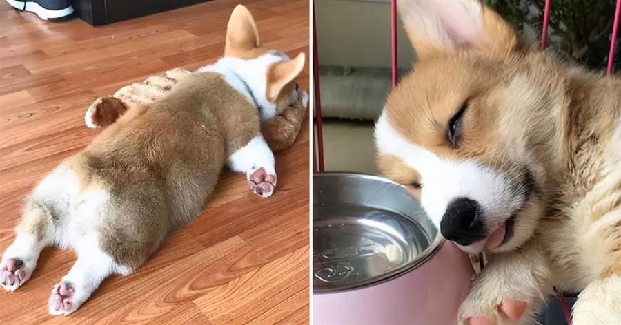 讓柯基犬承受「痛苦」的6大行為，奉勸你別做了