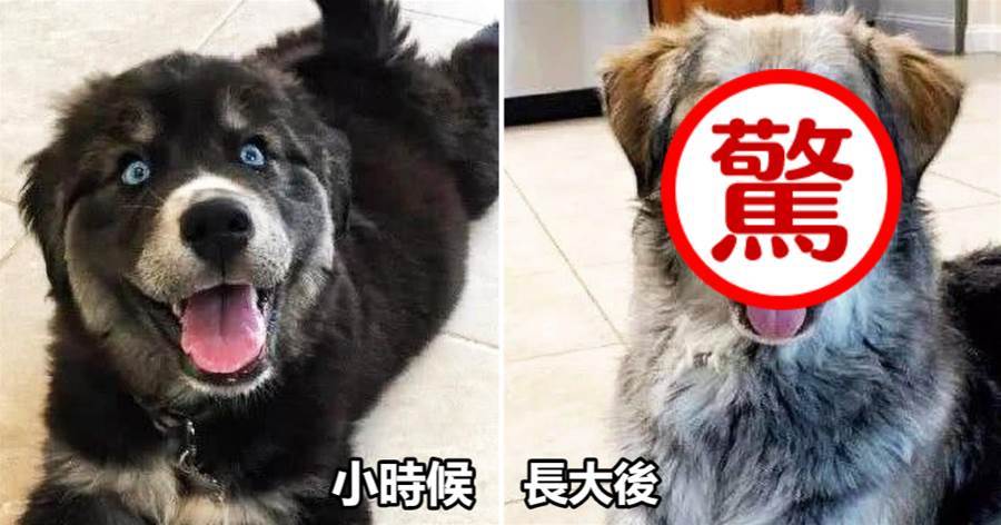 哈士奇與金毛生下混血「哈士金」，小時候醜的「不忍直視」，長大后卻驚艷全網：太帥了！