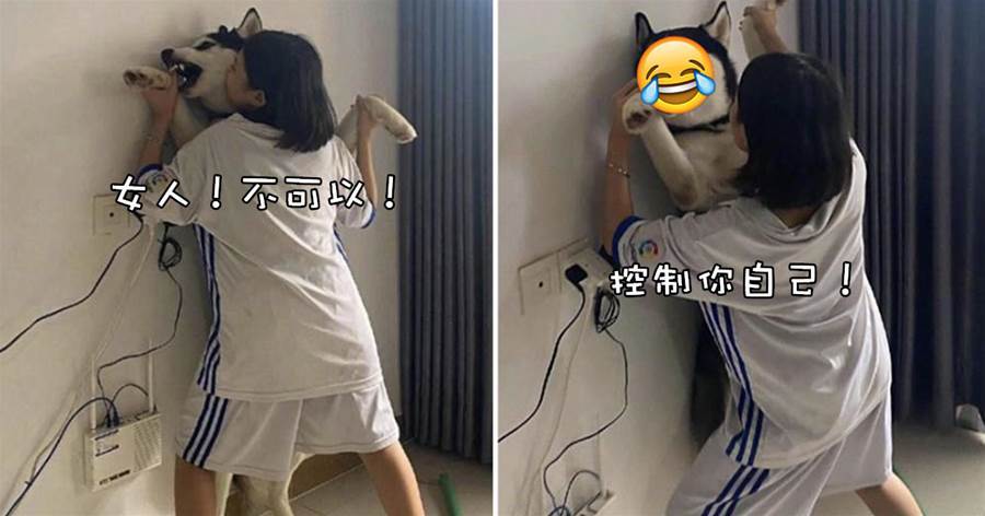 鏟屎官喝多后「壁咚」二哈，二哈為「清白」奮力抵抗，表情笑壞眾人！二哈：你要控制自己！