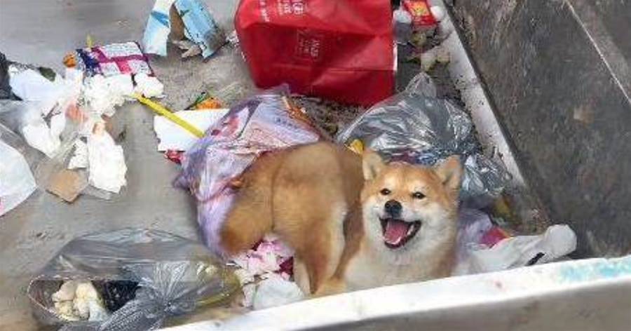 被撇垃圾桶的柴犬，面對困境「仍笑容面對」，網鼻酸：怎麼忍心離開！