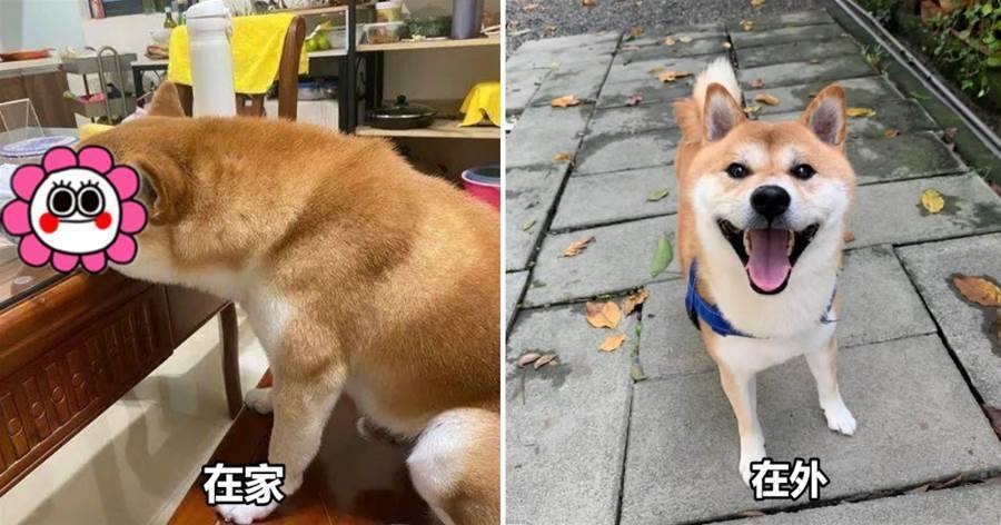 柴柴在家和在外「態度呈兩極端」，鏟屎官腦殼疼：是同一只狗麼？