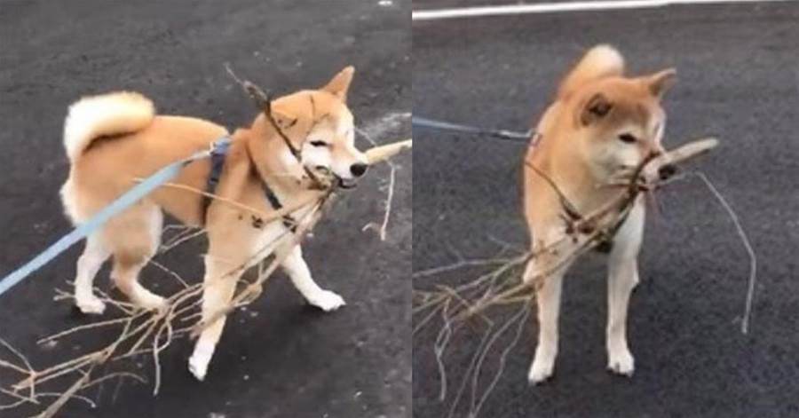 柴犬每天散步撿樹枝稻草回家，主人誤以為狗狗要自己搭窩築巢，網友：太懂事了