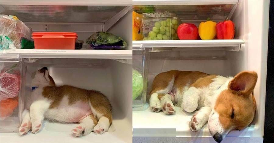 「從小愛睡冰箱」的柯基是一隻名副其實的「冰基淋」，還擁有專屬的VIP冷氣房！