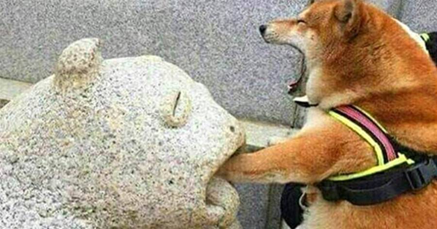 柴犬的有趣靈魂，遇到石像後竟上演一齣大戲，網友：妥妥的戲精！