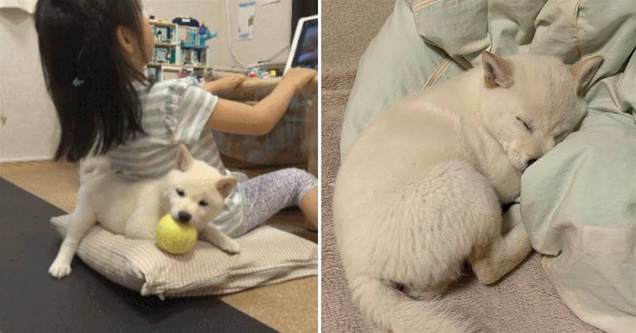 柴犬寶寶，憑睡姿萌翻200w網友：「又想騙我養狗」！