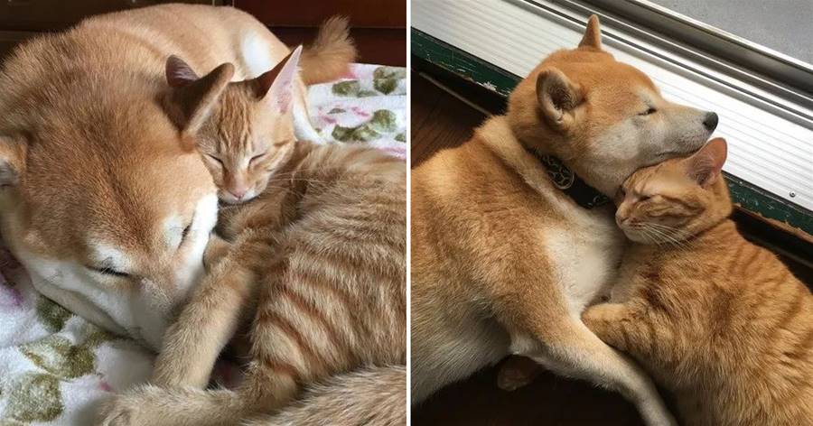 日本一柴犬以為自己是貓，每天和只橘貓混一起后，畫風變成了這樣…