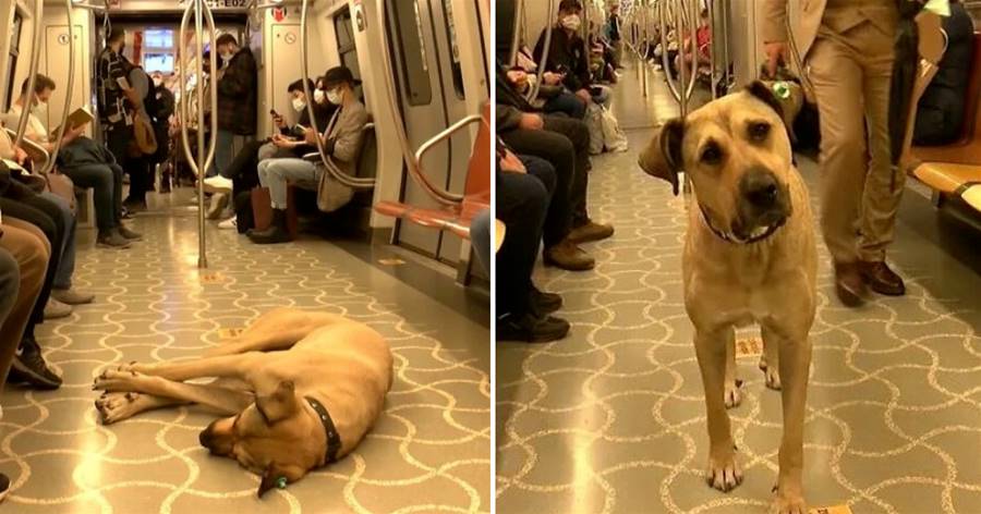 流浪狗每天乘坐捷運旅行變成網紅，乘客：它敲有禮貌的！